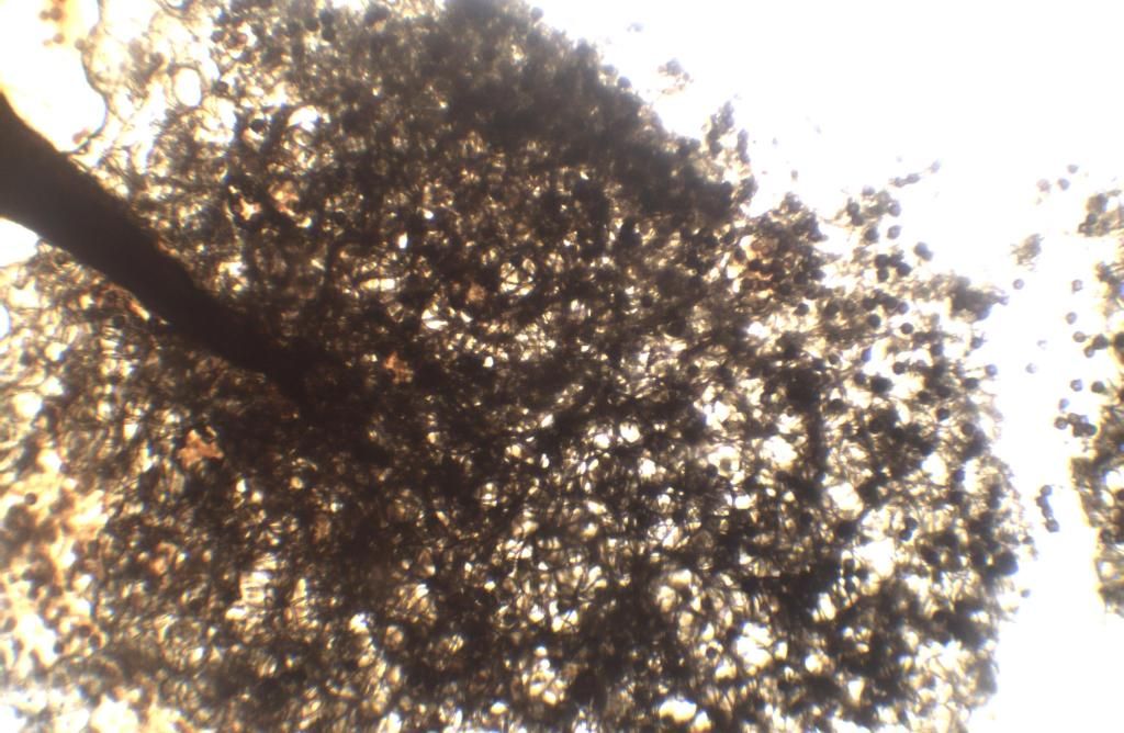 Lamproderma cristatum